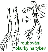 Roubování okurky na tykev