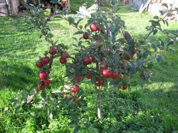 rajka2010
