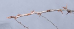 angre�t