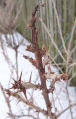 angre�t