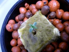 hrach