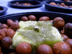hrach
